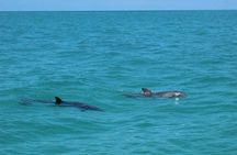 Key West Tours from Miami: Dolphin Discovery, Snorkeling & More !