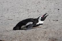 Cape of Good Hope& Penguins at Boulders Beach full day tour