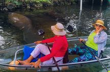 Weeki Wachee Clear Kayak Ecotours Manatee Season - November 14th-March 31st
