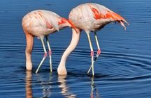 Full Day Tour to Piedras Rojas, Altiplanic Lagoons and Chaxa