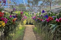Doi Suthep Temple, Pha Lat Temple, Sticky Waterfall, Orchid farm