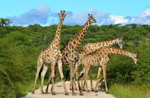  2 Day Budget Safari in Tarangire and Ngorongoro From Arusha