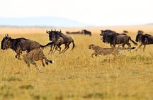  2 Day Budget Safari in Tarangire and Ngorongoro From Arusha