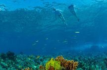 Snorkeling Trip to Menjangan Island