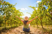 Half day Chianti Vineyard Escape from Florence with Wine Tastings