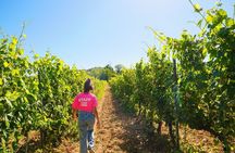 Half day Chianti Vineyard Escape from Florence with Wine Tastings