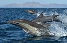 Full-Day Sea Trip with Dolphins and Snorkeling in Red Sea
