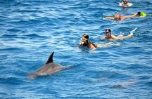 Full-Day Sea Trip with Dolphins and Snorkeling in Red Sea