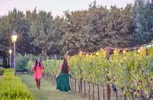 Exclusive Winery Tour with Tasting and Dinner in Chianti vineyard