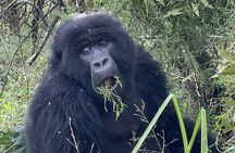 1 Day Guided Gorilla Trekking Safari Experience in Rwanda