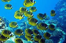 2 Tank Shore Dive at Sea Turtle Cove