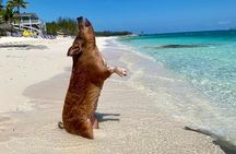 Sandy Toes Bahamas Original Swimming Pigs and Snorkeling 