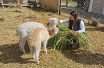 Sacred Valley to Chinchero Moray Salt Mines and Ollantaytambo