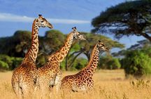 Serengeti 2-Day Safari from Mwanza