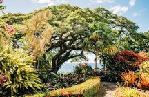 Best of St. Kitts Private Half Day Tour