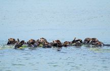 Wildlife Safari Boat Tour in Scenic Monterey Bay Wetland