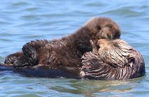 Wildlife Safari Boat Tour in Scenic Monterey Bay Wetland