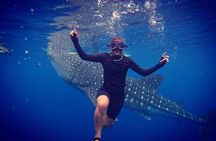 Cebu Oslob Whaleshark and Sumilon Island Full-Day Private Tour
