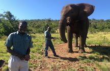 Elephant Sanctuary Tour from Johannesburg