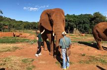 Elephant Sanctuary Tour from Johannesburg