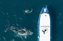 Gold Coast Whale Watching Cruise