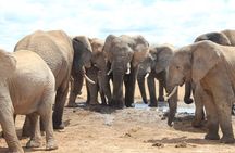 Addo Elephant National Park and Kragga Kamma Game Reserve. 