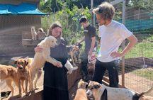 Dog Lover's guided tour of the Happy Tails Sanctuary