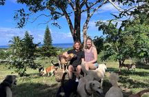 Dog Lover's guided tour of the Happy Tails Sanctuary