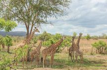 Mikumi National Park 3 DAYS 2 NIGHTS