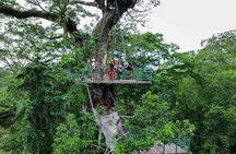 60m Tree Climbing Experience with Descent in Tarzan or Rapel