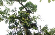 60m Tree Climbing Experience with Descent in Tarzan or Rapel