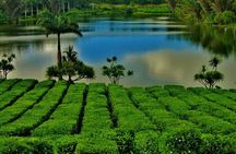 Tea Experience in the Exotic South of Mauritius Private tour.