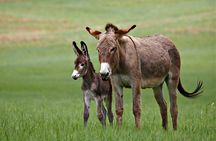 BIG - Mt Rushmore & Crazy Horse & Bison Safari-Needles-Iron Mtn