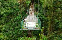 1 Day Tree Climbing and Rappelling Experience with Accommodation
