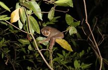 Night Hike to see Elusive & Rare Loris in Sigiriya