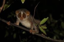 Night Hike to see Elusive & Rare Loris in Sigiriya