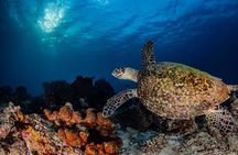 Snorkeling Trip to Menjangan Island