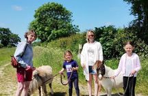 Private Miniature Horse Walking near Lincoln