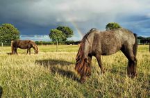 Private Miniature Horse Walking near Lincoln