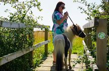 Private Miniature Horse Walking near Lincoln