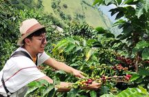 3 Day Private Tour Authentic Coffee Experience in Colombia