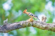Kumana National Park Safari | from Arugam Bay