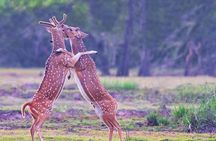 Kumana National Park Safari | from Arugam Bay