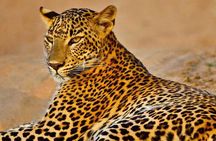 Kumana National Park Safari | from Arugam Bay