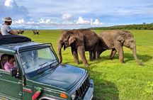 Kaudulla National Park Safari | Jeep with Tickets