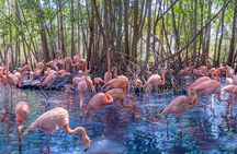 Full Day Tour to the Playa Blanca National Aviary and Plankton