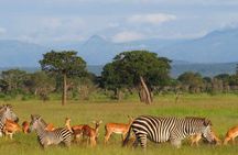 1 Day private Safari to Mikumi N park from Zanzibar by flight 