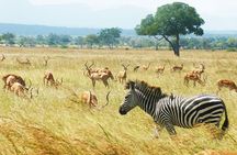 1 Day private Safari to Mikumi N park from Zanzibar by flight 