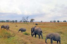 1 Day private Safari to Mikumi N park from Zanzibar by flight 