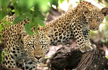 1 Day private Safari to Mikumi N park from Zanzibar by flight